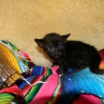 Savannah F-6 SBT Black on Black female DOB 4-21-14 008-800