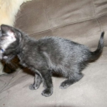 Savannah F-6 SBT Black on Black female DOB 4-21-14 019-800