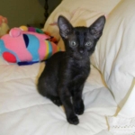 Savannah F-6 SBT Black on Black female DOB 4-21-14 031-800