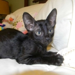 Savannah F-6 SBT Black on Black female DOB 4-21-14 039-800
