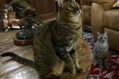 Makeda Savannah F-6SBT Female BST DOB 4-21-14