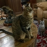 Makeda, Savannah F-6 SBT BST female DOB 4-21-14