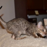 Makeda, Savannah F-6 SBT BST female DOB 4-21-14