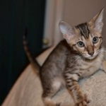 Makeda, Savannah F-6 SBT BST female DOB 4-21-14