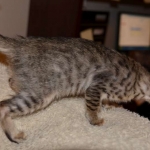 Makeda, Savannah F-6 SBT BST female DOB 4-21-14