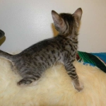 Savannah F-6 SBT BST female DOB 4-21-14 008-800