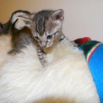 Makeda, Savannah F-6 SBT BST female DOB 4-21-14