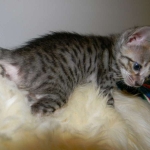 Savannah F-6 SBT BST female DOB 4-21-14 010-800