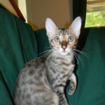 Savannah F-6 SBT BST female DOB 4-21-14 044-800