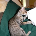 Savannah F-6 SBT BST female DOB 4-21-14 045-800