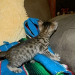 Savannah F-6SBT Fem ale #2 BST DOB 4-21-14 001-800