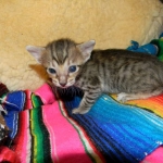 Savannah F-6SBT Female #2 BST DOB 4-21-14 002-800