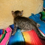 Savannah F-6SBTFemale #2 BST DOB 4-21-14 003-800