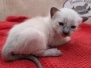 Shiva Savannah F-6SBT Female Snow Kitten DOB 11/23/25