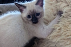 Shiva Savannah F-6SBT Female Snow Kitten DOB 11/23/25