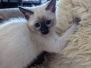 Shiva Savannah F-6SBT Female Snow Kitten DOB 11/23/25