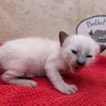 F-6SBT-snow-female-kitten-a