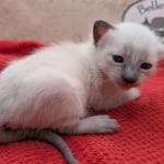 F-6SBT-snow-female-kitten-b