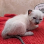 F-6SBT-snow-female-kitten-c