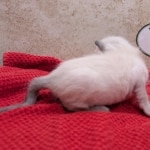 F-6SBT-snow-female-kitten