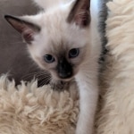 Savannah-F-6SBT-Snow-female-Kitten-a