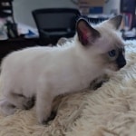 Savannah-F-6SBT-Snow-female-Kitten-b