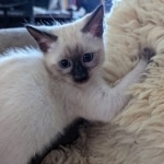 Savannah-F-6SBT-Snow-female-Kitten