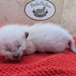 Snow-Savannah-Female-Kitten-