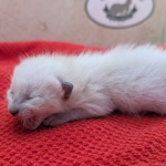 Snow-Savannah-Female-Kitten-a