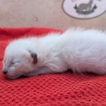Snow-Savannah-Female-Kitten-b