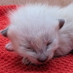 Snow-Savannah-Female-Kitten-c