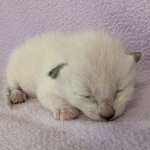 Snow-Savannah-Female-Kitten-d