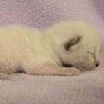 Snow-Savannah-Female-Kitten-f