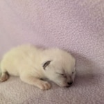 Snow-Savannah-Female-Kitten-g