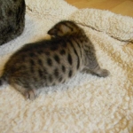 Savannah F-6SBT Brown Spotted Male Black nose #2 DOB 10-8-14 002-800