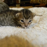 Savannah F-6SBT Brown Spotted Male Black nose #2 DOB 10-8-14 003-800