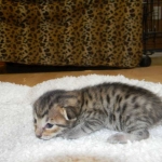 Savannah F-6SBT Brown Spotted Male Black nose #2 DOB 10-8-14 004-800