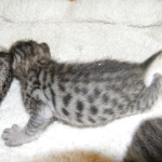 Savannah F-6SBT Brown Spotted Male Black nose #3 DOB 10-8-14 001-800