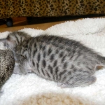 Savannah F-6SBT Brown Spotted Male Black nose #3 DOB 10-8-14 002-800