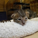 Savannah F-6SBT Brown Spotted Male Black nose #3 DOB 10-8-14 009-800