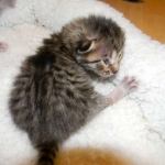 Savannah F-6SBT Brown Spotted female Big girl DOB 10-8-14 002-800-800