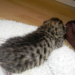 Savannah F-6SBT Brown Spotted female Big girl DOB 10-8-14 005-800-800