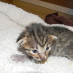 Savannah F-6SBT Brown Spotted female Big girl DOB 10-8-14 008-800