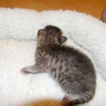 Savannah F-6SBT Brown Spotted female Great spots DOB 10-8-14 002-800