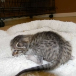 Savannah F-6SBT Brown Spotted female Great spots DOB 10-8-14 004-800