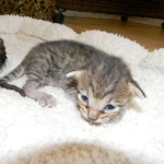 Savannah F-6SBT Brown Spotted female Great spots DOB 10-8-14 007-800