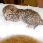 Savannah F-6SBT Brown Spotted female bright orange DOB 10-8-14 003-800-800