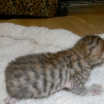 Savannah F-6SBT Brown Spotted female bright orange DOB 10-8-14 009-800