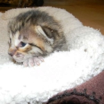 Savannah F-6SBT Brown Spotted female bright orange DOB 10-8-14 012-800