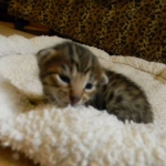 Savannah F-6SBT Male BST #1 Pink nose DOB 10-8-14 011-800